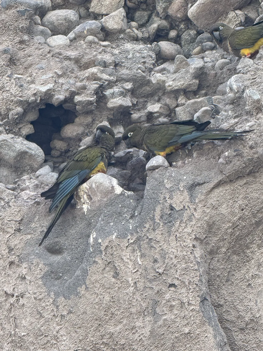 Loros tricahue posados junto a sus nidos en una ladera de roca