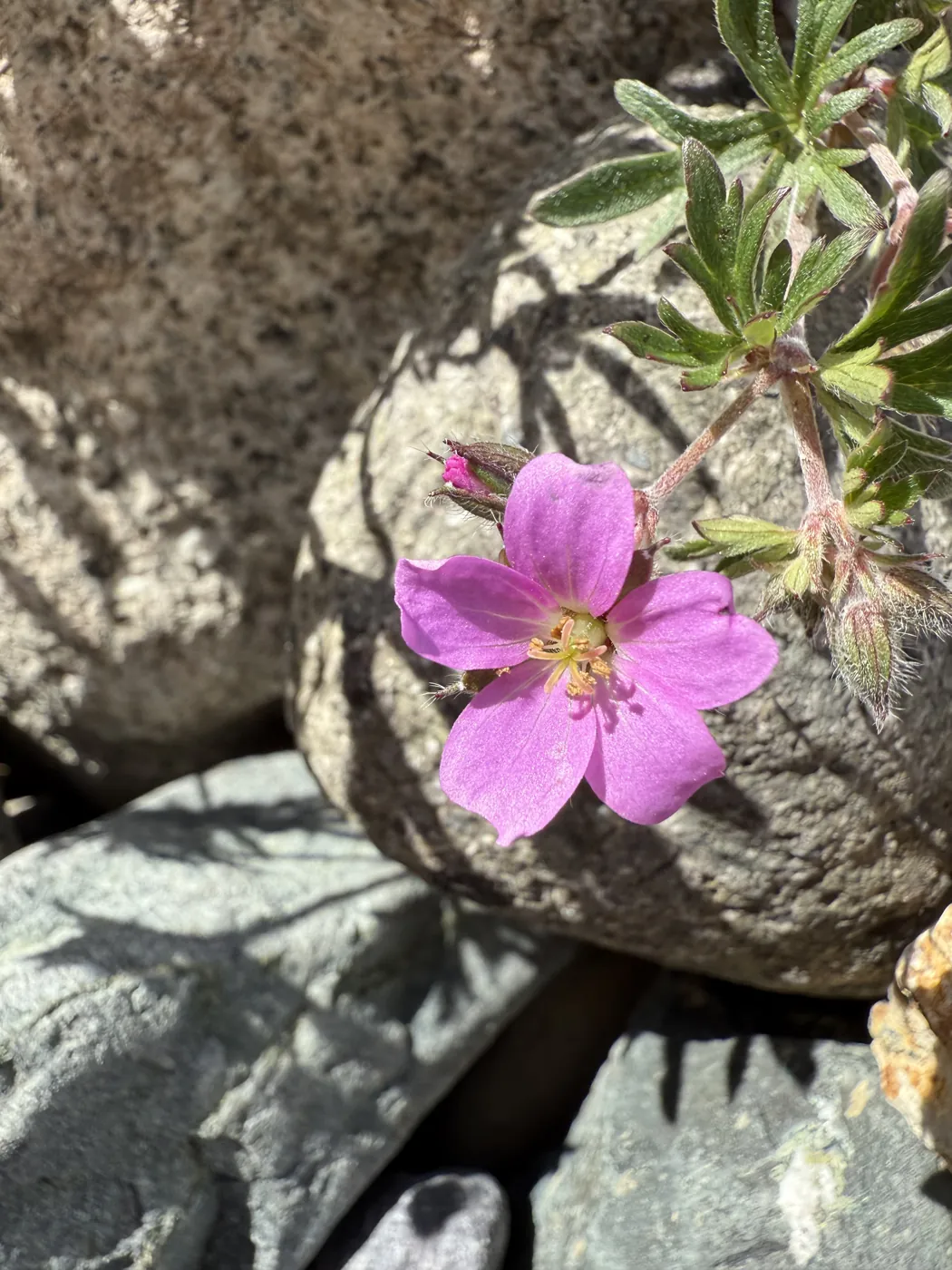 Flor nativa de color fucsia creciendo entre rocas